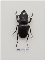 藏品(鬼艷鍬形蟲)的圖片